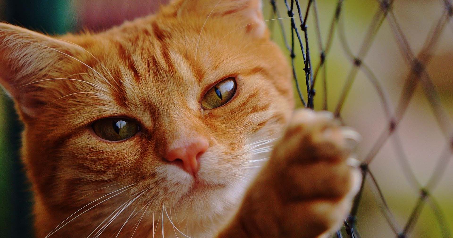 Telas de Proteção para Gatos